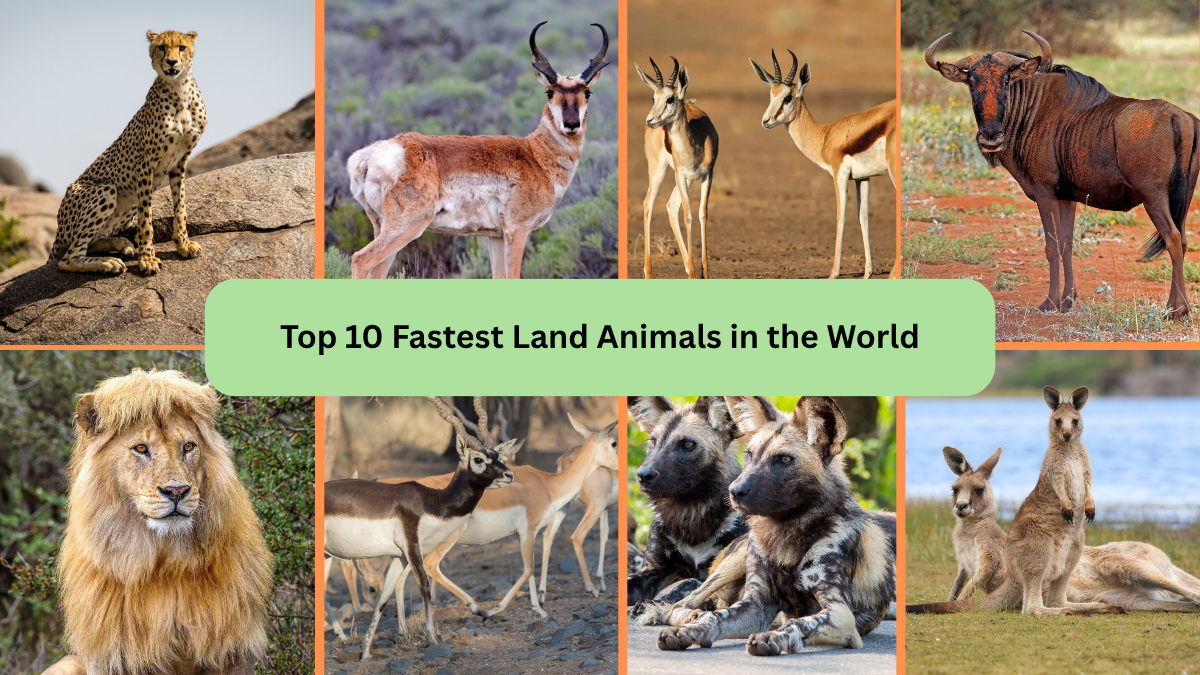 Top 10 Fastest Land Animals in the World