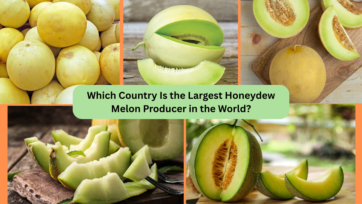 Which Country Is the Largest Honeydew Melon Producer in the World?