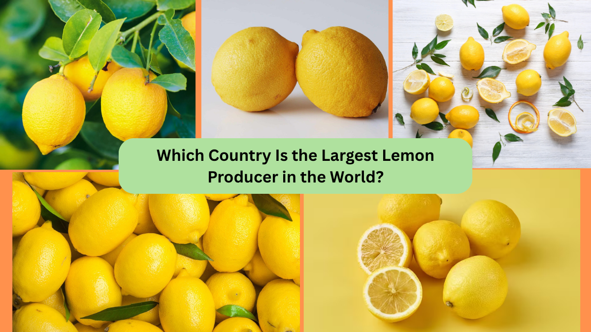 Which Country Is the Largest Lemon Producer in the World?