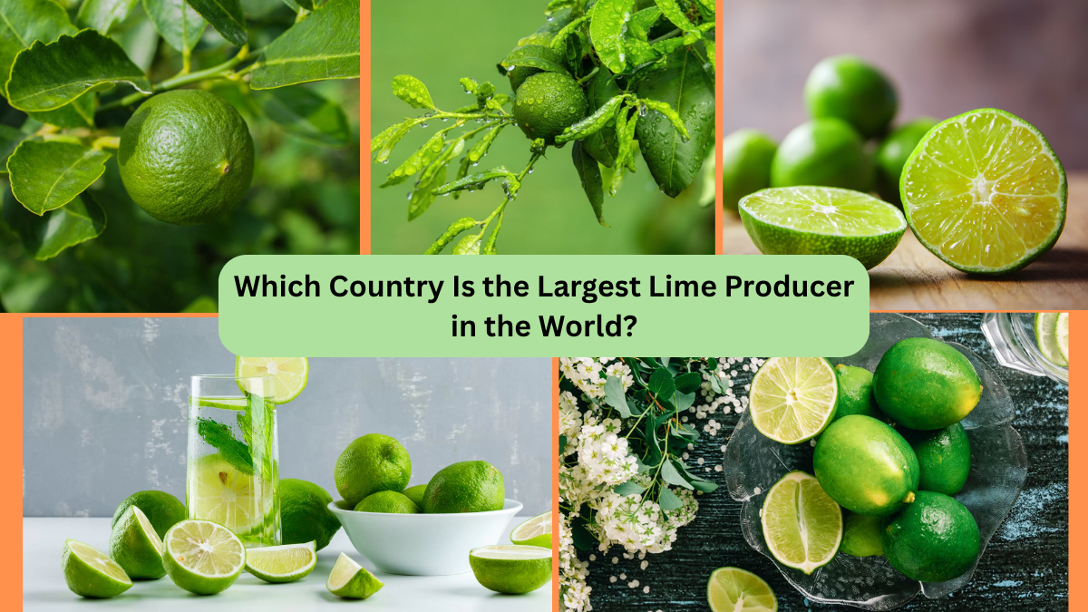 Which Country Is the Largest Lime Producer in the World?