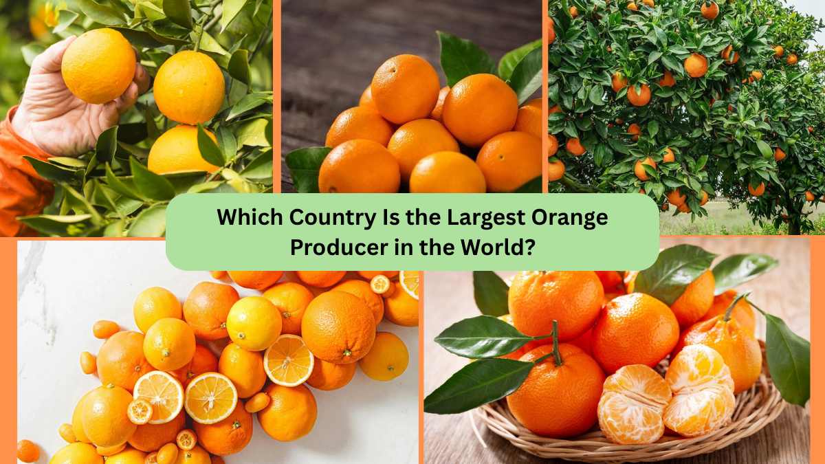 Which Country Is the Largest Orange Producer in the World?
