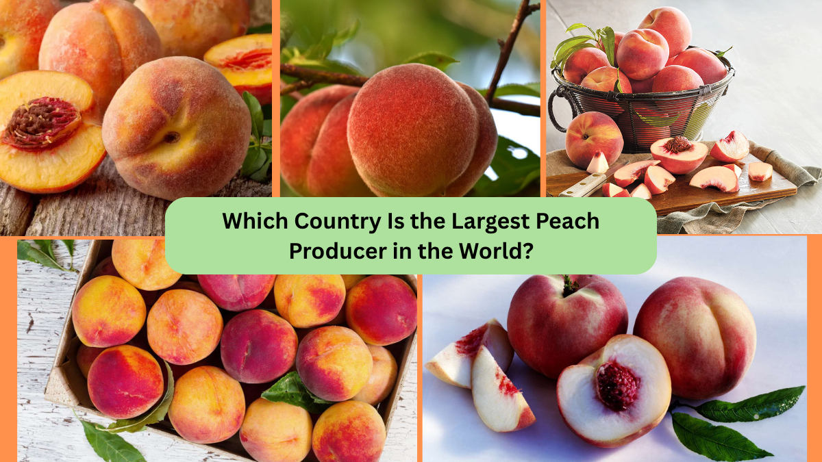 Which Country Is the Largest Peach Producer in the World?
