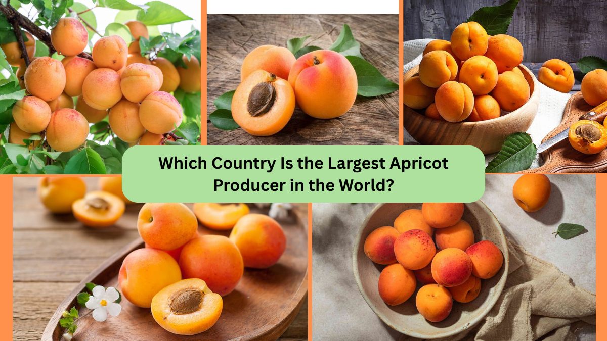 Which Country Is the Largest Apricot Producer in the World?