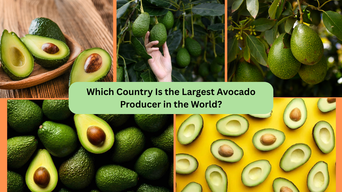 Which Country Is the Largest Avocado Producer in the World?