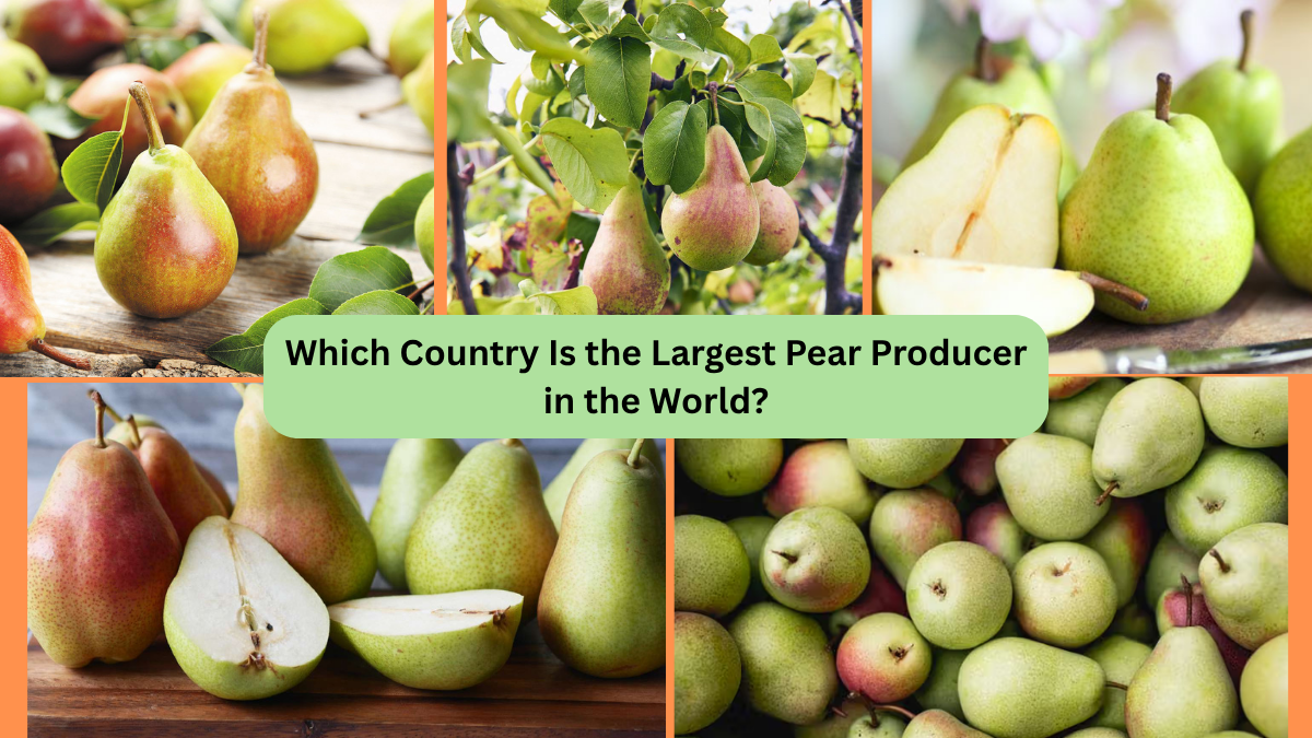 Which Country Is the Largest Pear Producer in the World?