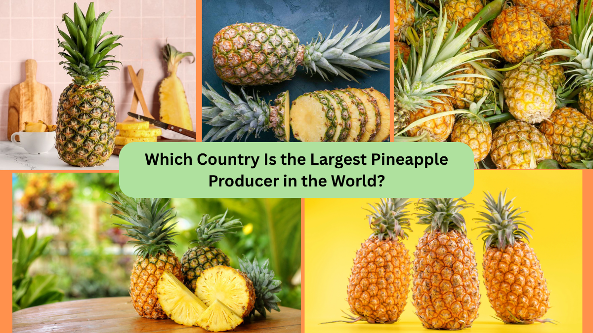 Which Country Is the Largest Pineapple Producer in the World?
