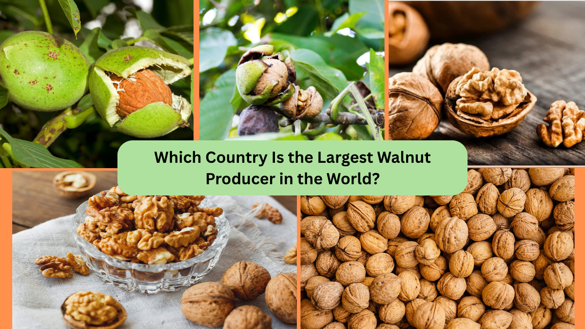 Which Country Is the Largest Walnut Producer in the World?