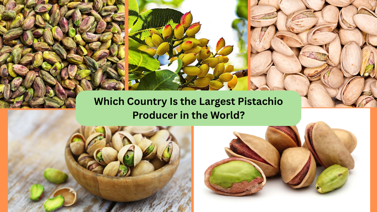 Which Country Is the Largest Pistachio Producer in the World?