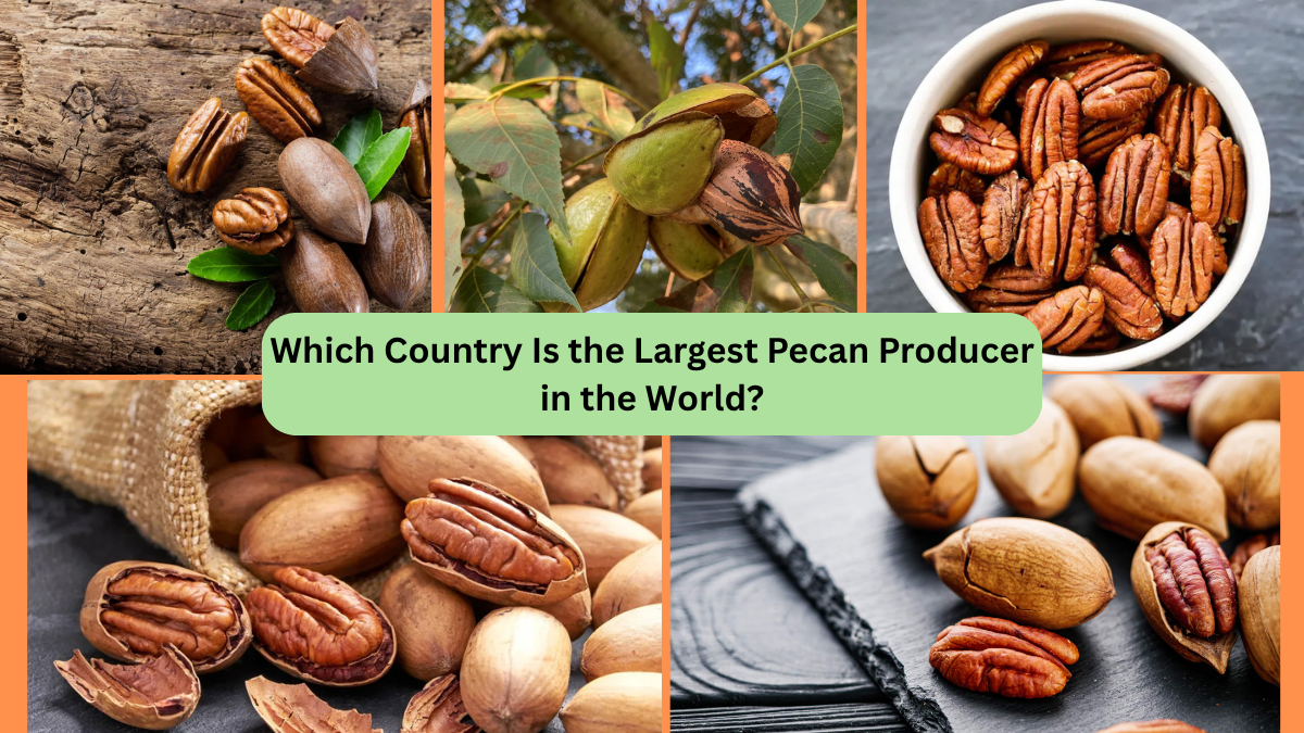 Which Country Is the Largest Pecan Producer in the World?
