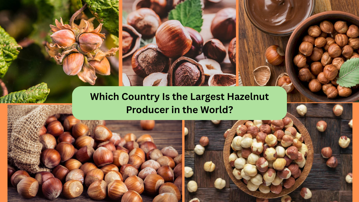 Which Country Is the Largest Hazelnut Producer in the World?