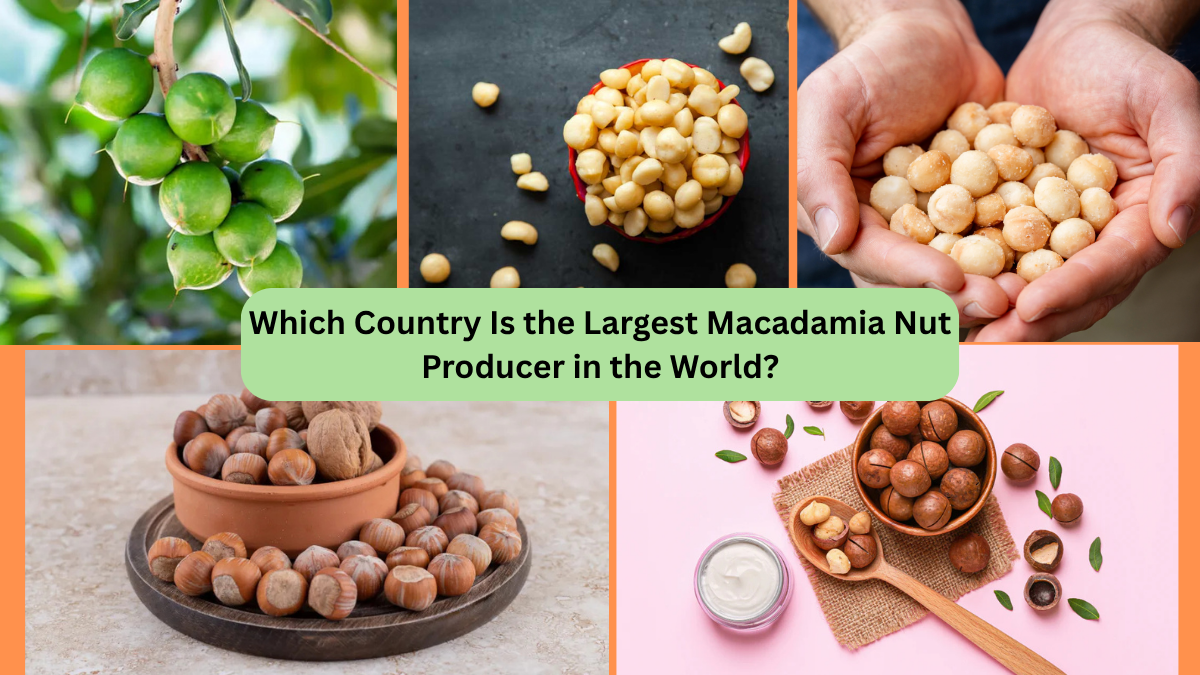 Which Country Is the Largest Macadamia Nut Producer in the World?