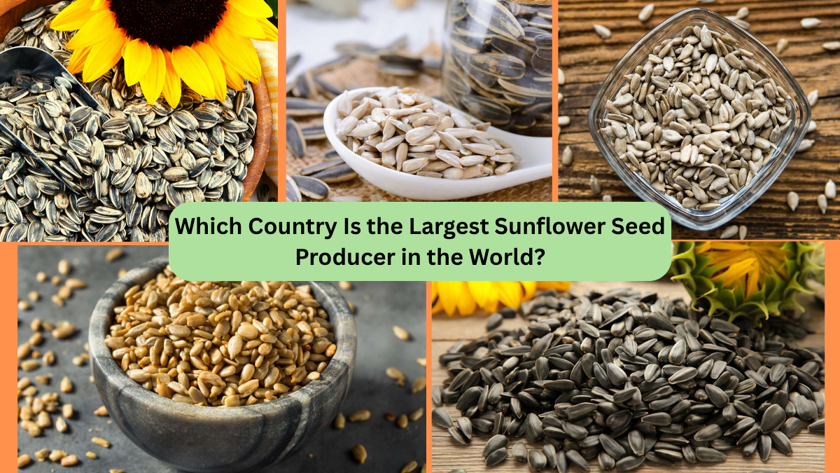 Which Country Is the Largest Sunflower Seed Producer in the World?