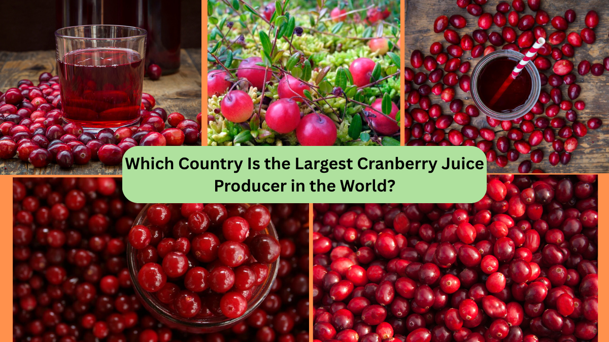 Which Country Is the Largest Cranberry Juice Producer in the World?