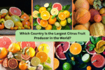 Which Country Is the Largest Citrus Fruit Producer in the World?