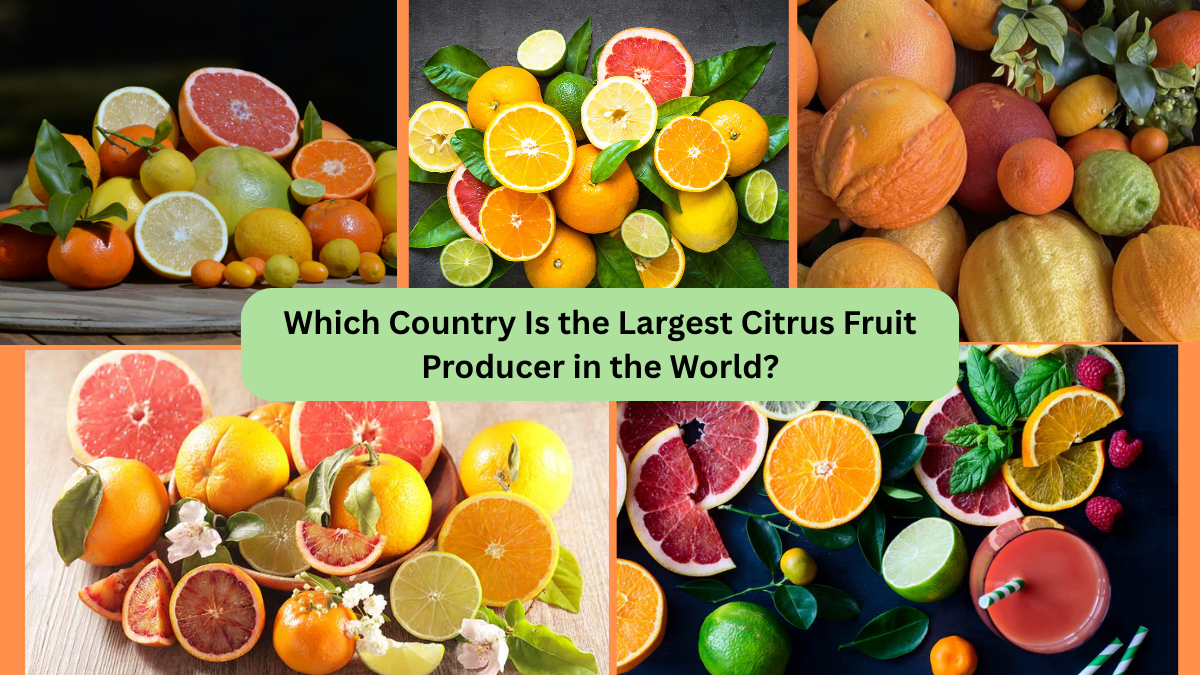 Which Country Is the Largest Citrus Fruit Producer in the World?