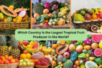 Which Country Is the Largest Tropical Fruit Producer in the World?