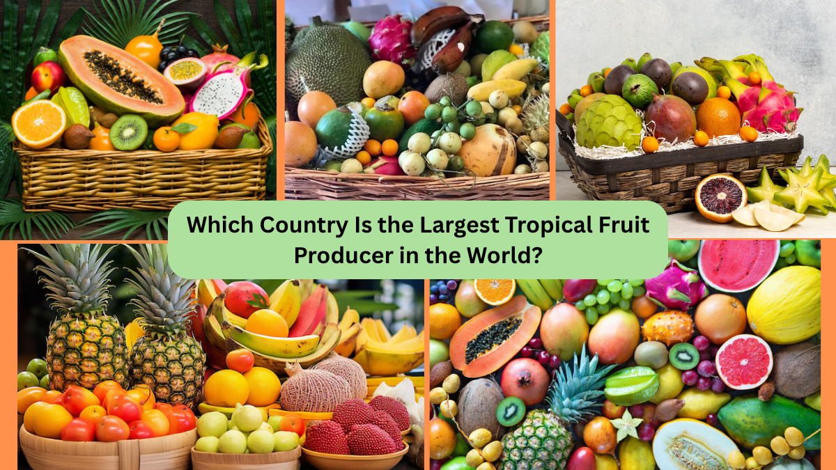 Which Country Is the Largest Tropical Fruit Producer in the World?