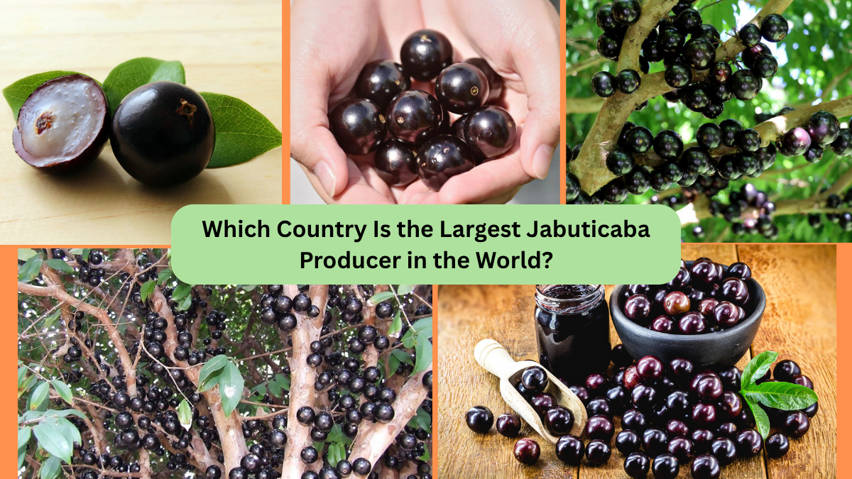 Which Country Is the Largest Jabuticaba Producer in the World?