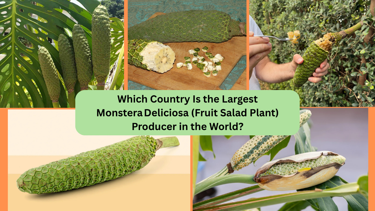 Which Country Is the Largest Monstera Deliciosa (Fruit Salad Plant) Producer in the World?