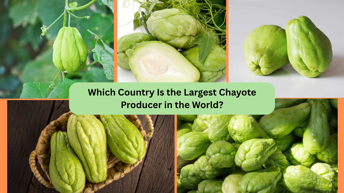 Which Country Is the Largest Chayote Producer in the World?