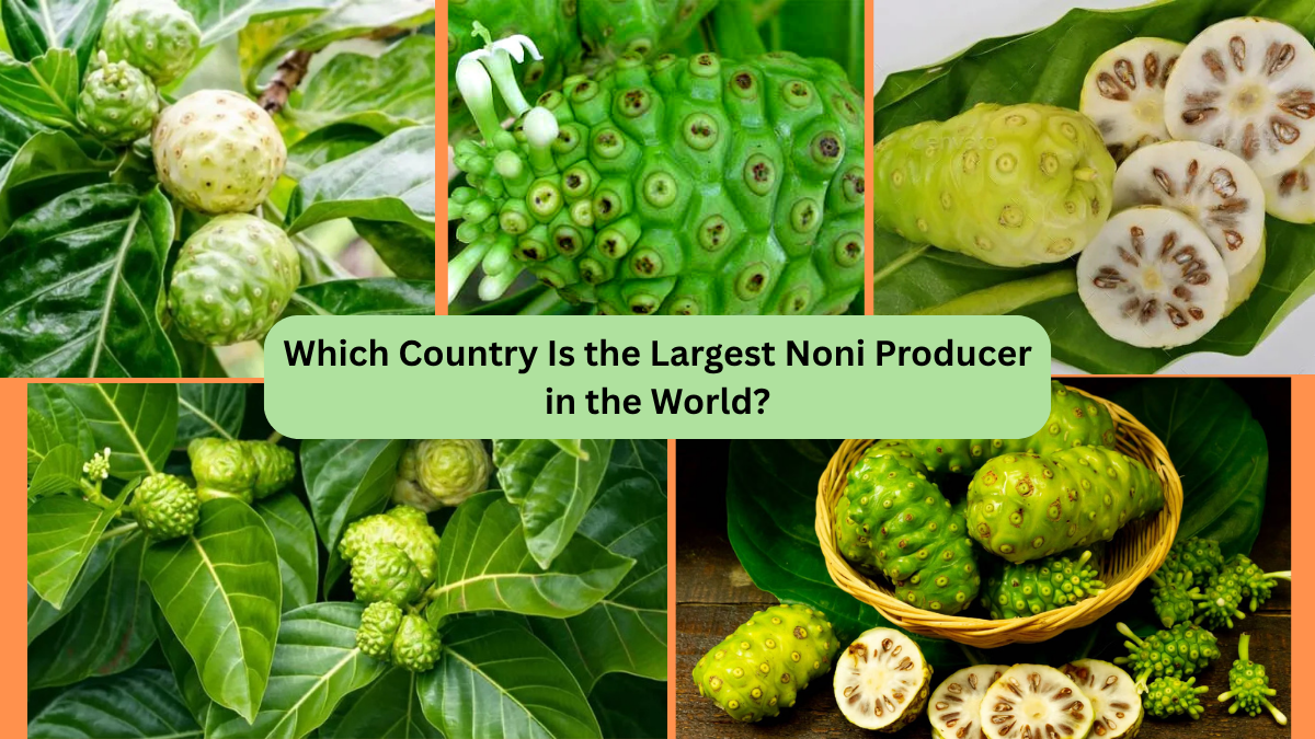 Which Country Is the Largest Noni Producer in the World?