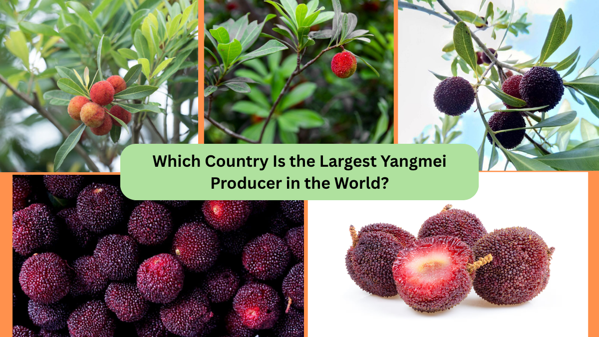 Which Country Is the Largest Yangmei Producer in the World?