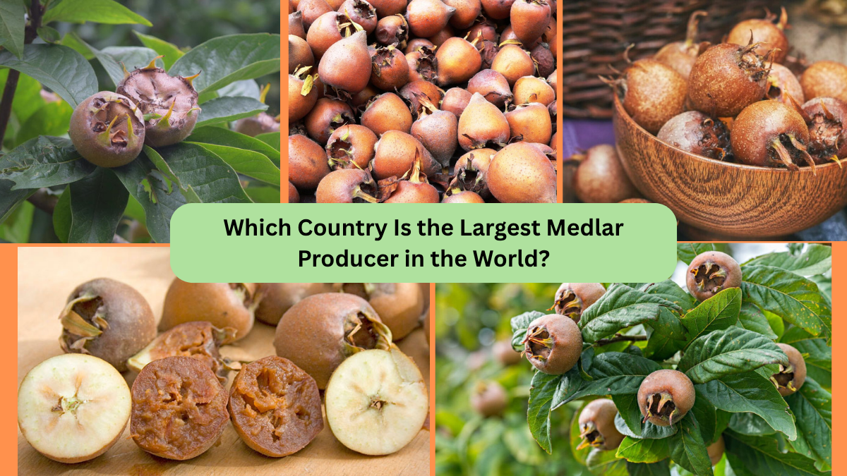 Which Country Is the Largest Medlar Producer in the World?