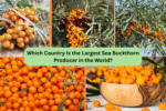 Which Country Is the Largest Sea Buckthorn Producer in the World?