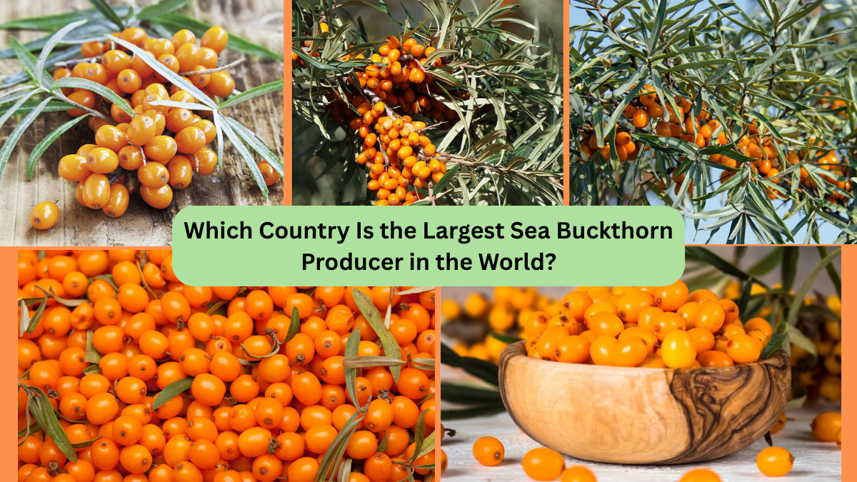 Which Country Is the Largest Sea Buckthorn Producer in the World?
