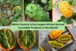 Which Country Is the Largest African Horned Cucumber Producer in the World?
