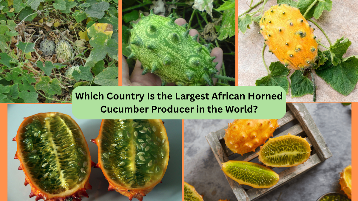 Which Country Is the Largest African Horned Cucumber Producer in the World?