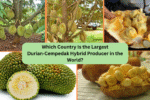 Which Country Is the Largest Durian‑Cempedak Hybrid Producer in the World?