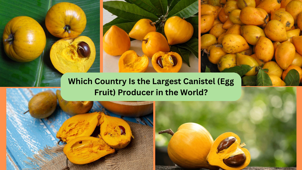 Which Country Is the Largest Canistel (Egg Fruit) Producer in the World?
