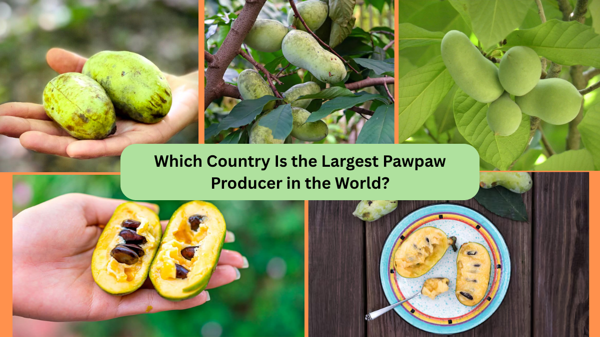 Which Country Is the Largest Pawpaw Producer in the World?