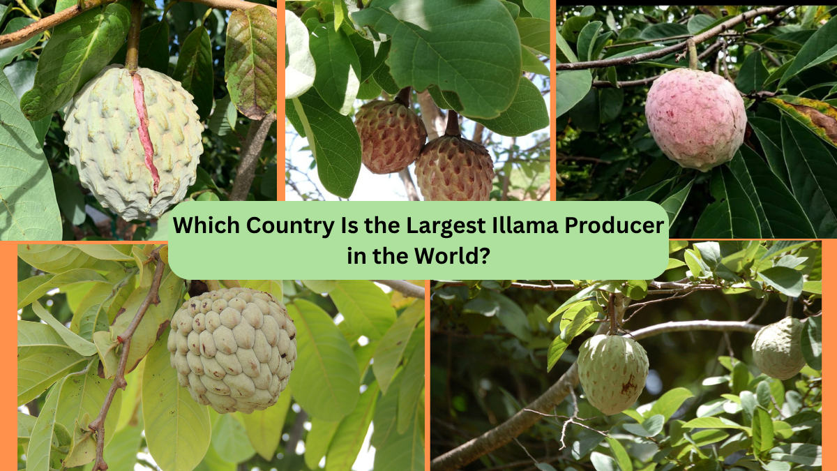 Which Country Is the Largest Illama Producer in the World?