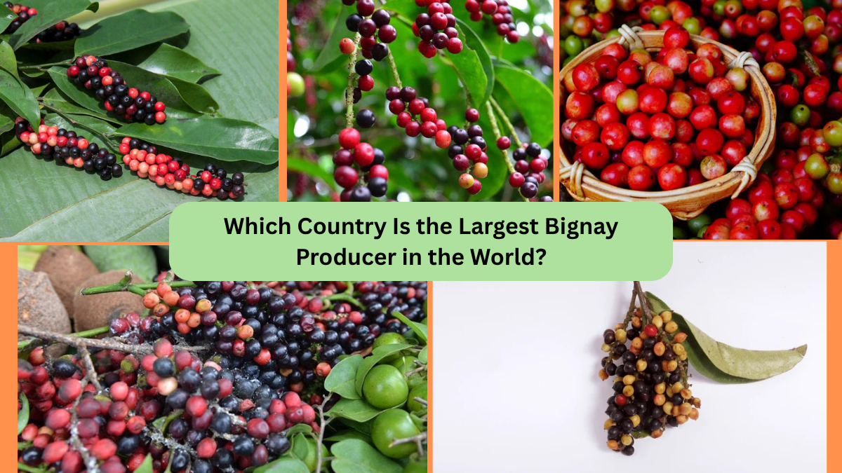 Which Country Is the Largest Bignay Producer in the World?