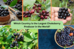 Which Country Is the Largest Chokeberry Producer in the World?