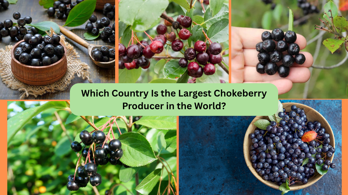 Which Country Is the Largest Chokeberry Producer in the World?