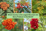 Which Country Is the Largest Mountain Ash Berry Producer in the World?