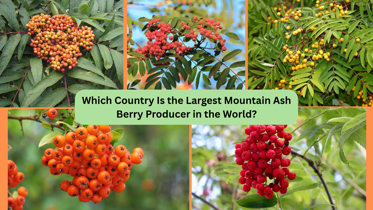 Which Country Is the Largest Mountain Ash Berry Producer in the World?