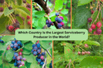 Which Country Is the Largest Serviceberry Producer in the World?
