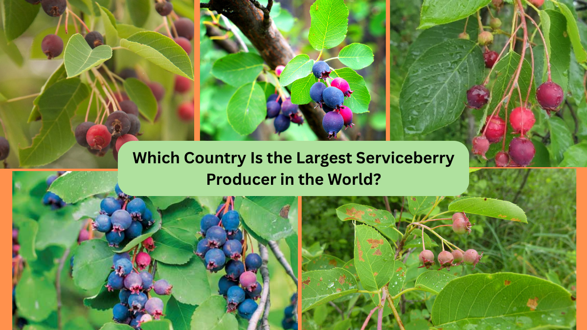 Which Country Is the Largest Serviceberry Producer in the World?