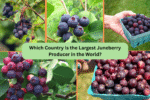Which Country Is the Largest Juneberry Producer in the World?