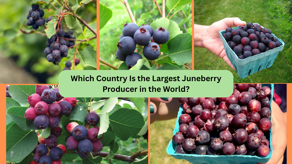 Which Country Is the Largest Juneberry Producer in the World?