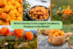 Which Country Is the Largest Cloudberry Producer in the World?