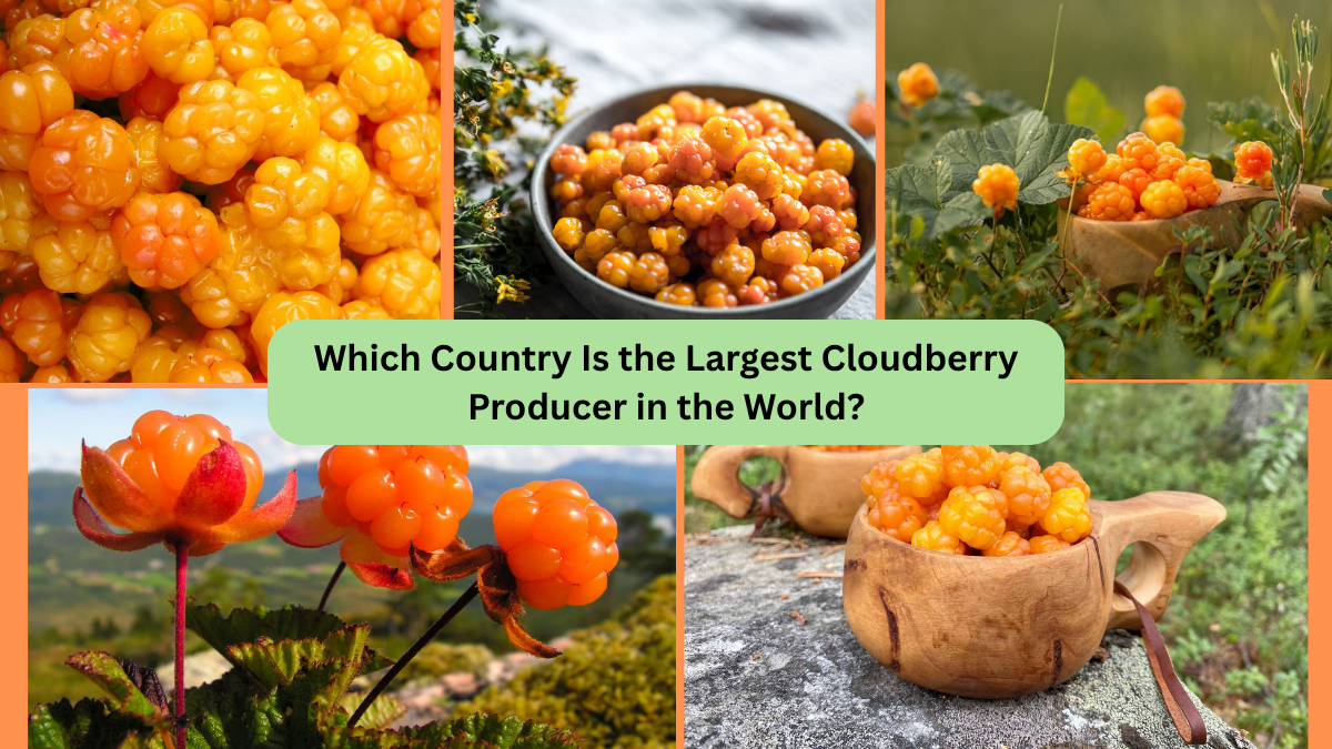 Which Country Is the Largest Cloudberry Producer in the World?
