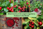Which Country Is the Largest Lingonberry Producer in the World?