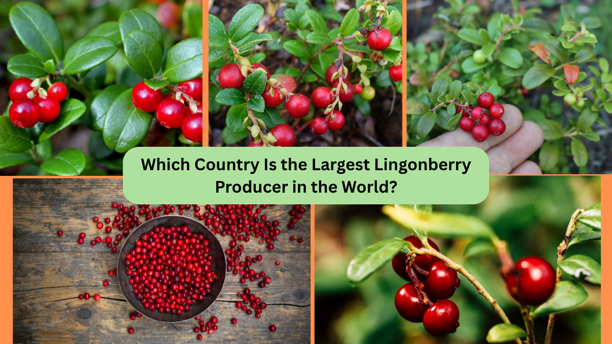 Which Country Is the Largest Lingonberry Producer in the World?