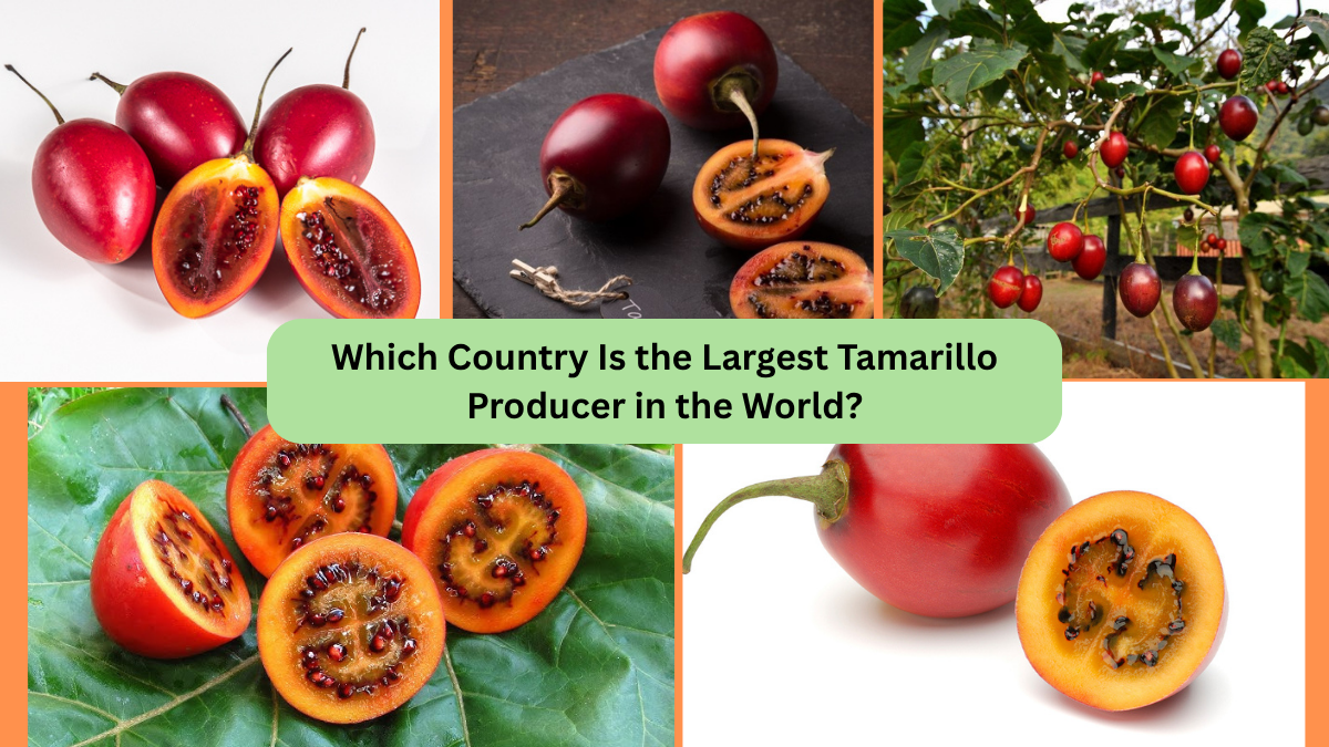 Which Country Is the Largest Tamarillo Producer in the World?