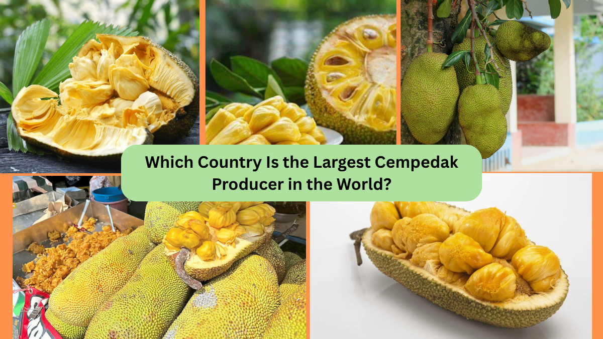 Which Country Is the Largest Cempedak Producer in the World?